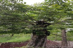 Tilia platyphyllos